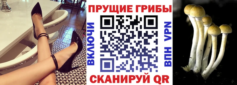 Псилоцибиновые грибы Psilocybe  Никольск 